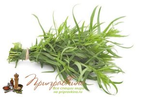 Про эстрагон (тархун): что это такое, свойства и применение